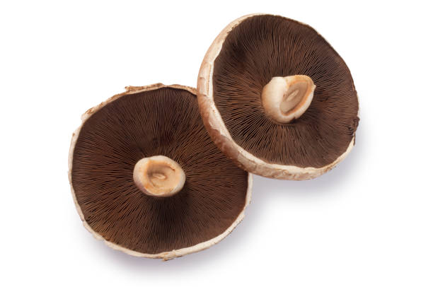 istock Large Portobello Mushroom 1557992141