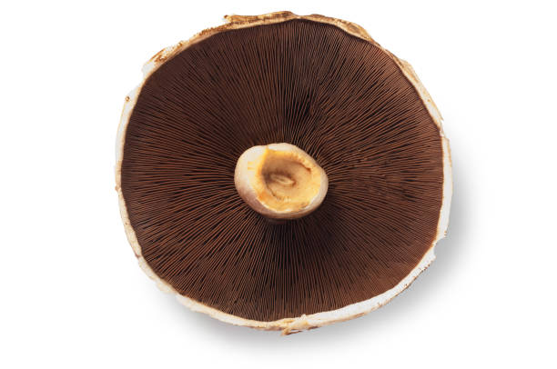 istock Large Portobello Mushroom 1557992222