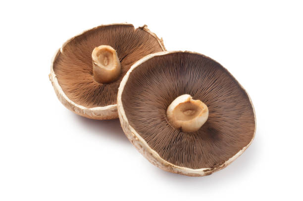 istock Large Portobello Mushroom 1557992242