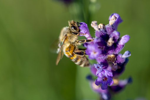 bee on a lavender flower