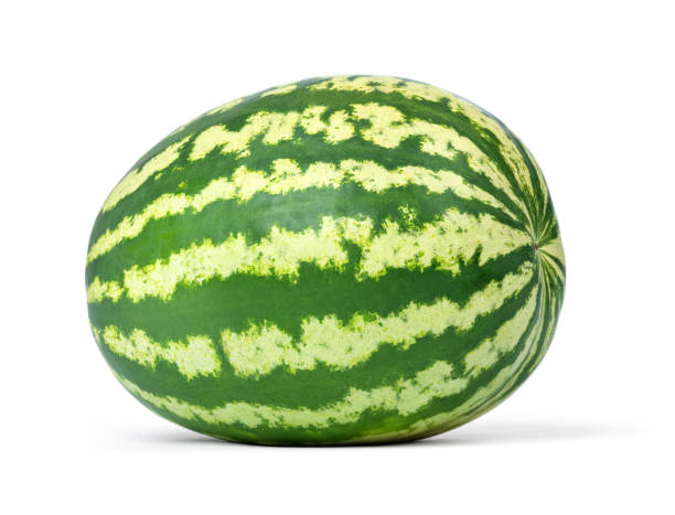 istock Big watermelon isolated on white background. File contains a path to isolation. 1558004335