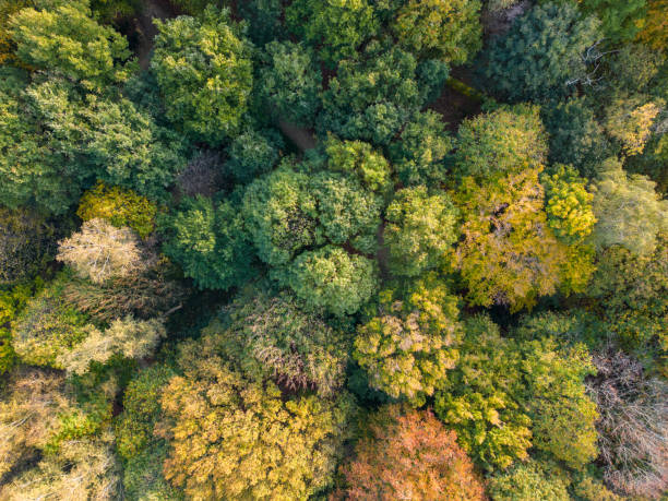 istock Summer in forest aerial top view. Mixed forest, green deciduous trees. Soft light in countryside woodland or park. Drone shoot above colorful green texture in nature 1558006439