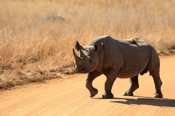 A solitary black rhino walking down a dirt road with two ospecker birds on its back