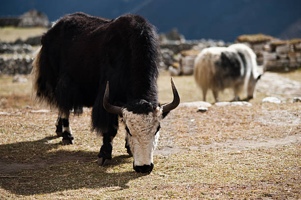 istock Yaks in highland village, Himalayas 155801384