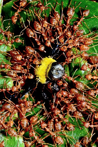 Ants eating and dragging bee to nest - animal behavior.