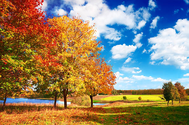 Digitally generated idyllic and tranquil scene depicting a lonely American beech tree, fresh green meadow, blue calm sky, vividly autumn colored deciduous forest and snowcapped mountains in the background.The scene was created in Autodesk® 3ds Max 2024 with V-Ray 6 and rendered with photorealistic shaders and lighting in Chaos® Vantage with some post-production added.