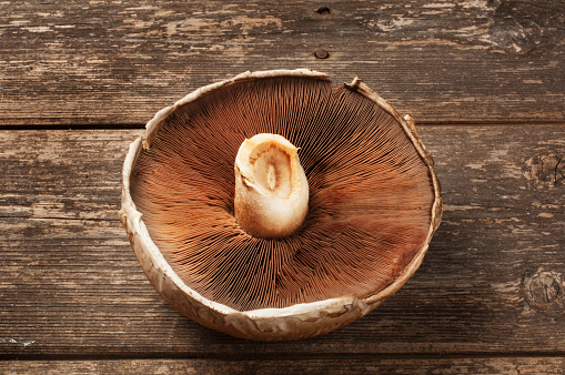 Studio shot of large portobello mushroom on a dark wooden background.