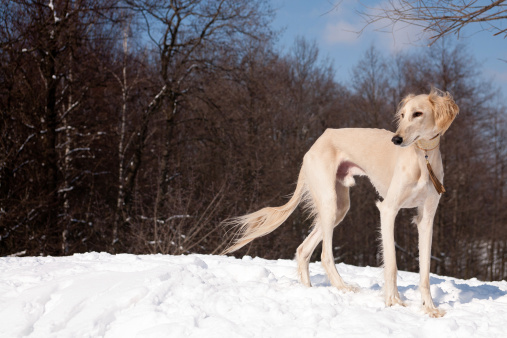 A standing white saluki on snow.