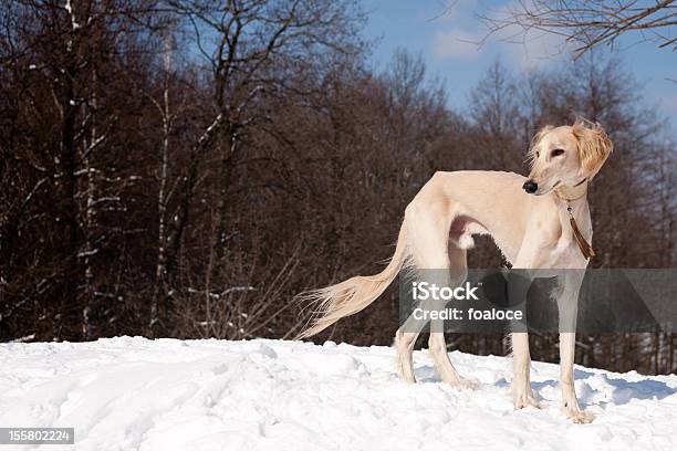 Foto de Pé Saluki e mais fotos de stock de Saluki - Saluki, Cão, Animais caçando