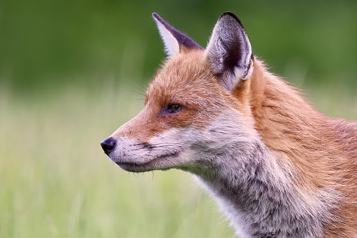 Red Fox In Meadow Portrait

Please view my portfolio for other wildlife photos.