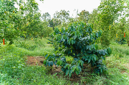 Fresh coffee beans on branch of coffee plant. Leaves of arabica coffee tree nursery plantation. Coffee beans ripening on a tree.