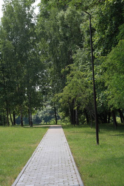 istock photo road in the park with trees for walking 1558049084