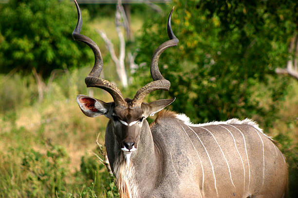 istock Adult Male Kudu, Botswana 155805187