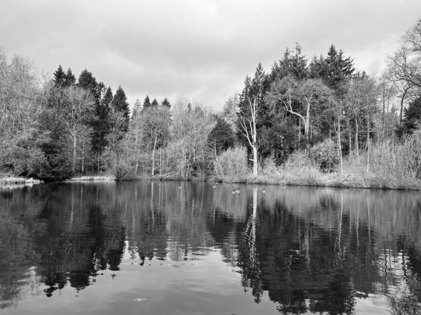 istock Lake reflections at Wallington in Northumberland 1558052417