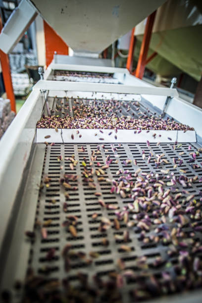 istock Pistachios from the conveyor belt during the manual discard phase. 1558055706