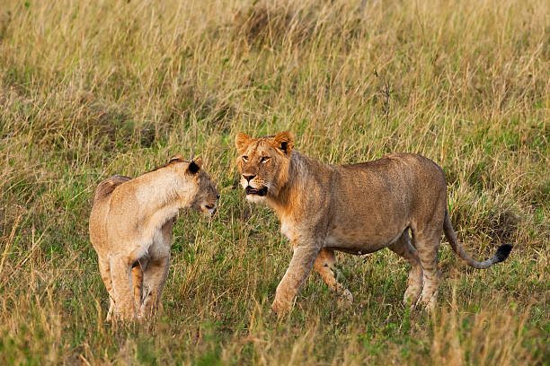 istock Lions in the Maasai Mara 155806810