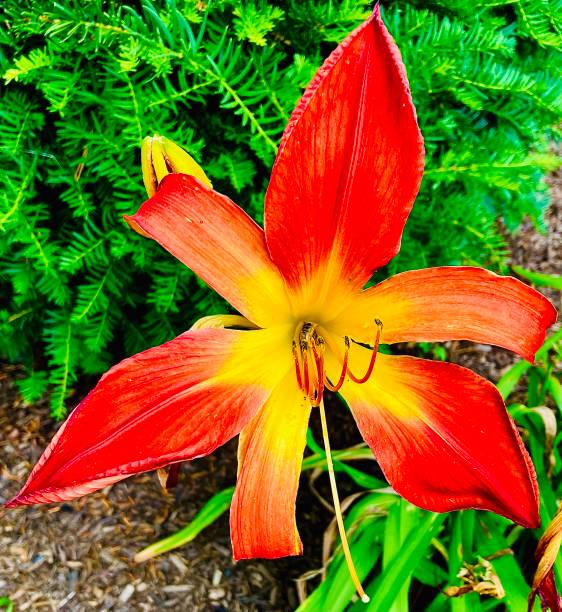 istock Red and Yellow Flower in the Summer 1558098264
