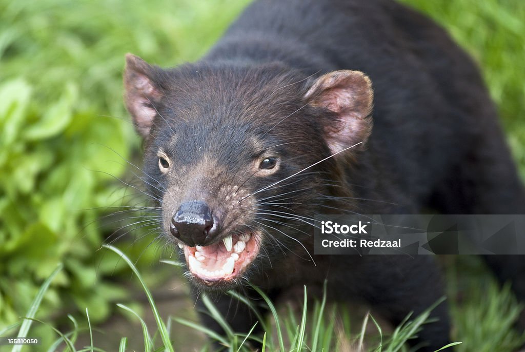 A snarling Tasmanian Devil about to attack outside The Tasmanian Devil is a carnivorous marsupial now found in the wild only in the Australian island state of Tasmania. The size of a small dog, but stocky and muscular, the Tasmanian Devil is now the largest carnivorous marsupial in the world after the extinction of the Thylacine in 1936. Tasmanian Devil Stock Photo