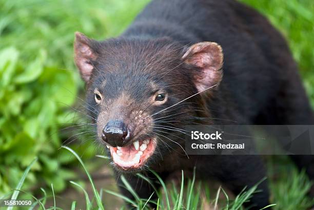 A Snarling Tasmanian Devil About To Attack Outside Stock Photo - Download Image Now - Tasmanian Devil, Aggression, Animal