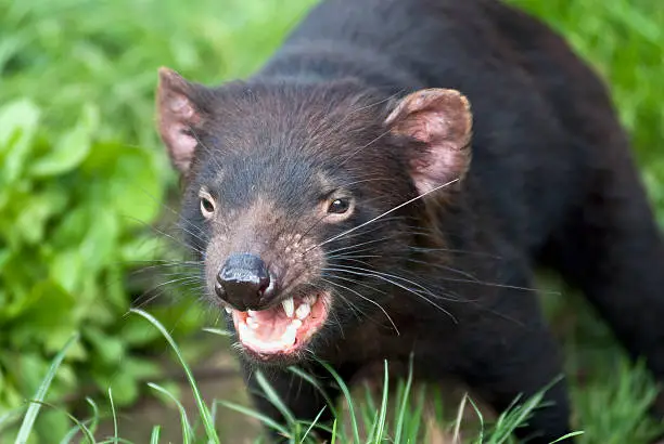 The Tasmanian Devil is a carnivorous marsupial now found in the wild only in the Australian island state of Tasmania. The size of a small dog, but stocky and muscular, the Tasmanian Devil is now the largest carnivorous marsupial in the world after the extinction of the Thylacine in 1936.