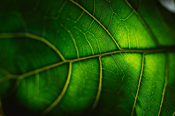 vista da folha texturizada de ficus lyrata fotografada em close-up. - leaf vein leaf plant macro - fotografias e filmes do acervo