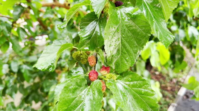 The fruits of the mulberry tree