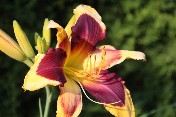 istock Magnificent Daylily Flower 1558130816