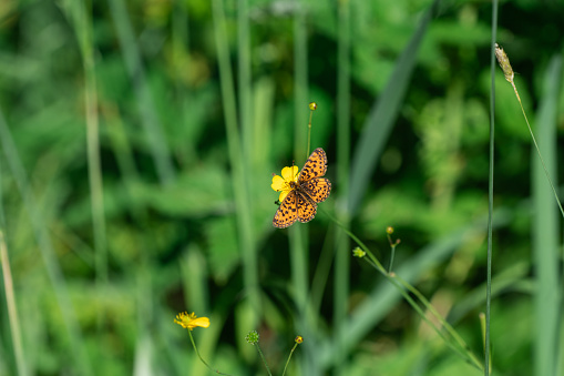 Orange brown-spotted butterfly on a yellow flower