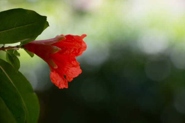 Red tree flowers of Europe.