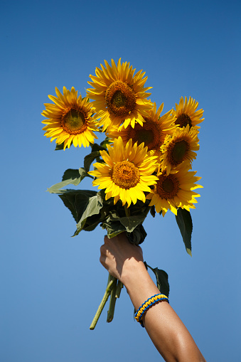 The hand of a girl with a bracelet in the national colors of Ukraine holds a bouquet of sunflowers against the blue sky.