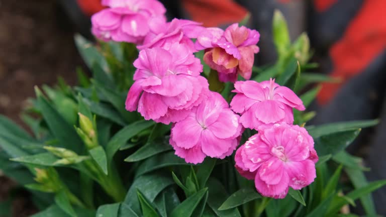 Close up view on A gardener hands plant a decorative carnation on a flowerbed in the garden. The gardener plants flowers in the garden