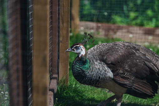 Female peacock in an enclosure