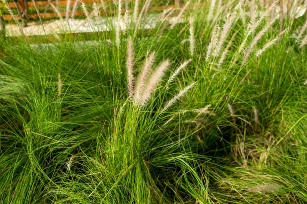 istock reeds flower in the sunshine 1558148524