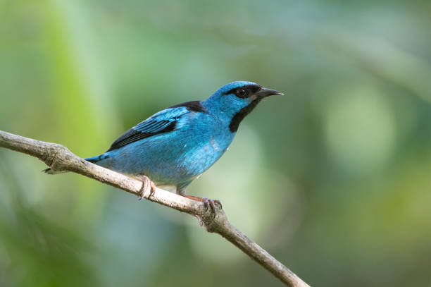 istock Blue Dacnis (Dacnis cayana) bathing in waterfall splash in Atlantic rainforest. 1558157931