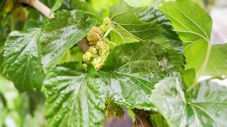 The fruits of the mulberry tree