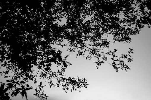 tree branches against the sky. A deciduous tree stands out beautifully in the gray sky. Black and white photo of tree branches in foliage against the sky.