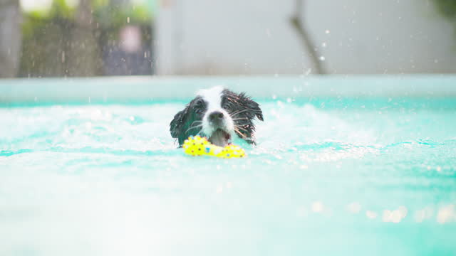 Happy young asian woman playing catch up toy with her cute dog at swimming pool.