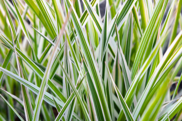 istock Background of decorative sedge. Striped green grass Variegated Sedge. Decorative long grass, evergreen sedge with white and green striped foliage 1558192485
