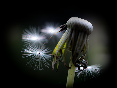 Dandelions on a white background