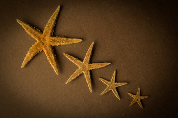 茶色の背景にヒトデ - pentagonaster starfish ストックフォトと画像