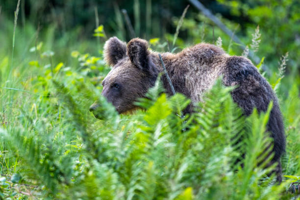 Brown bear in the summer meadow. Carpathians, Poland.