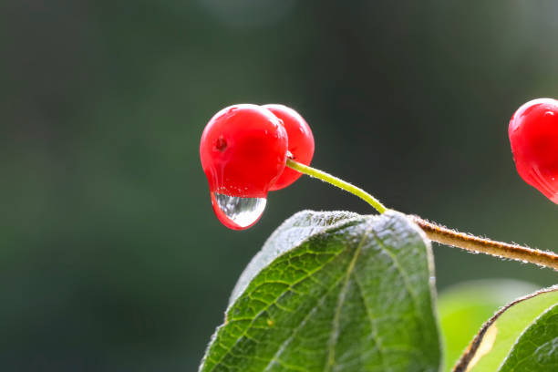 Red berry (Red Chokeberry) with waterdrop in the summer day, New England, US