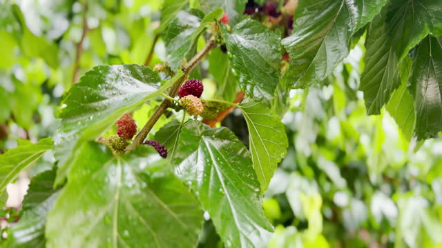 The fruits of the mulberry tree