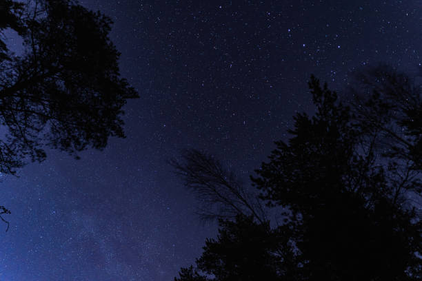 istock Starry sky with milky way at dark night in the forest 1558220296