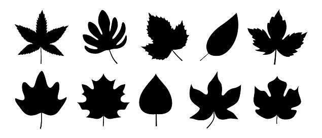Black autumn leaves or foliage silhouettes isolated on white background. Big set of vector fall tree leaf shapes with maple, oak, birch and other nordic leave