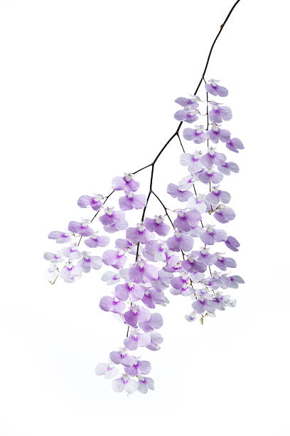 istock Orchid Species - Ionopsis paniculata 155824762
