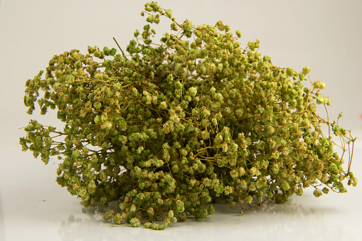 Bouquet of dried green Gypsophila flowers for decoration
