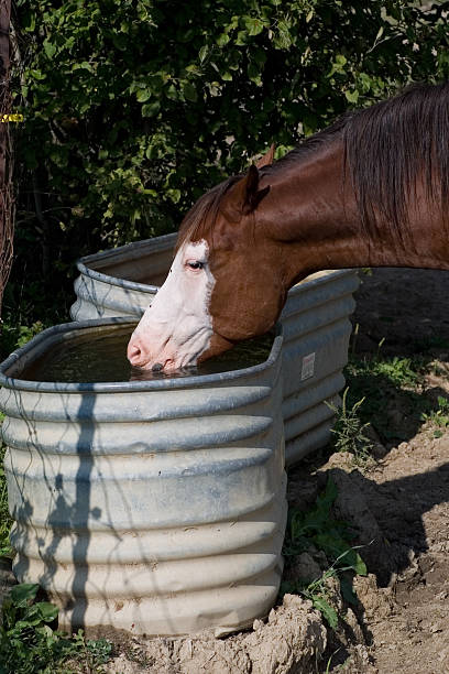 istock Horse drinking water from trough 155825136