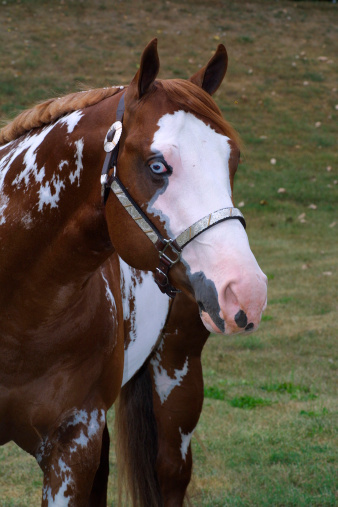 Portrait of a blue eyed overo american paint horse wearing a show halter