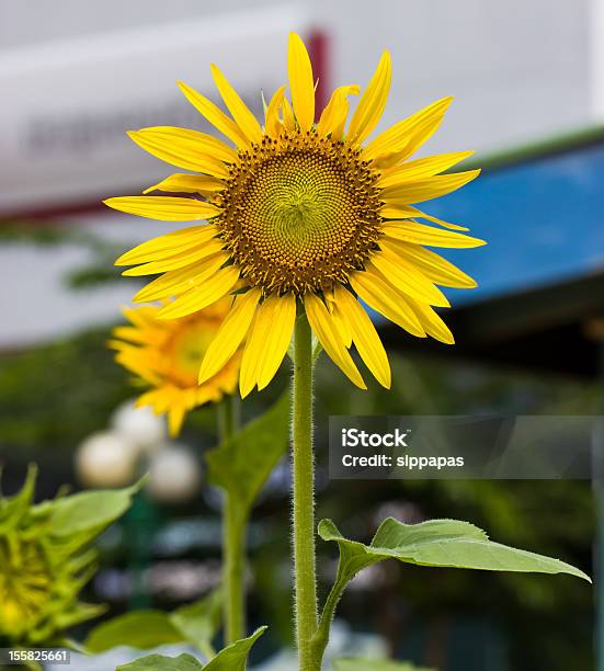 Girasol Foto de stock y más banco de imágenes de Agricultura - Agricultura, Ajardinado, Alegre